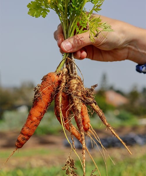 Benefits Illustration